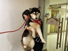 -Husky Go! 哈士奇体验馆·宠物咖啡厅狗咖