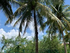 -三亚珠江南田温泉度假区