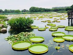 -荷塘月色湿地公园·向阳花洲