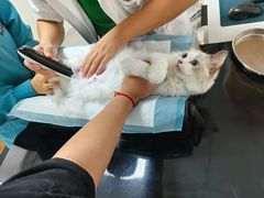 -派联宠物医院·24h·CT·异宠