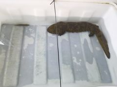 -贺阿又布依酸笋鱼