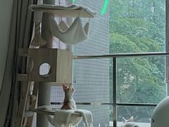 -凯特喵百思猫专科医院