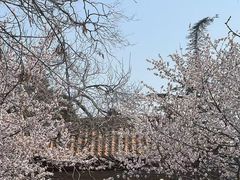 -桃花堤公园