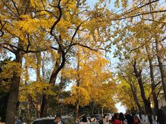 -八大关景区