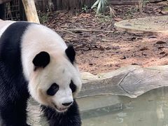 -深圳野生动物园