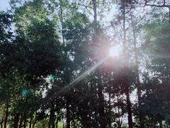 -滴水岩森林公园