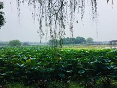 -荷塘月色湿地公园·向阳花洲