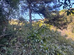 -东天目山风景区