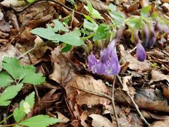 -五女峰国家森林公园