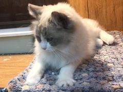 -叮叮猫咪生活馆