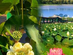 -莲花池公园