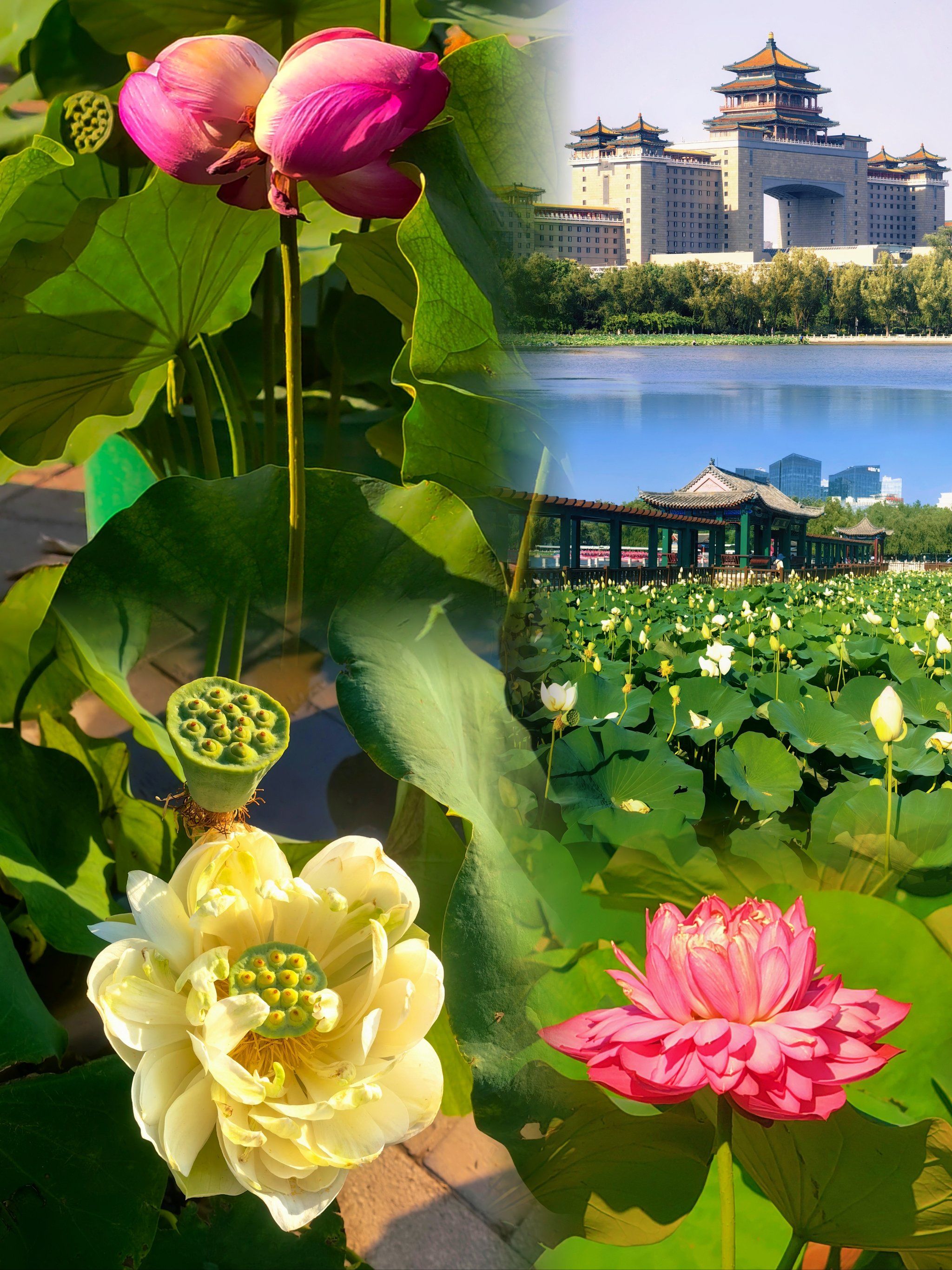 16日下午「莲花池公园」
下午4:20,荷花大部分都已经闭合了花瓣