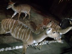 -清迈夜间动物园