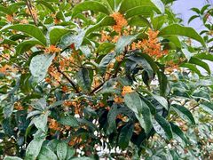 -周素珍湖州大馄饨(直戒坛寺巷店)