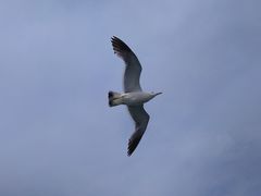 -海驴岛(荣成市)