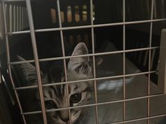 -美联众合宠物医院·爱萌分院·内外科·猫科中心