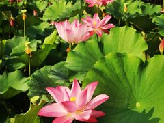 -莲花池公园