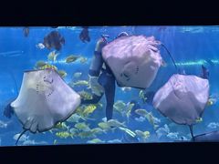 -重庆欢乐海底世界