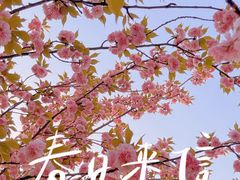 -高东镇樱花园