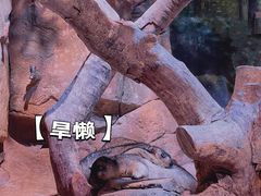 -正佳雨林生态植物园