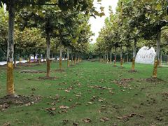 -上海海湾国家森林公园