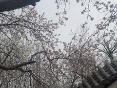 -桃花堤公园