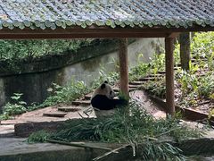 -中国大熊猫保护研究中心雅安碧峰峡基地