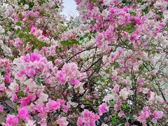 -深圳国际园林花卉博览园