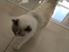 -鼓捣猫呢主题猫咖店
