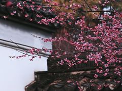 -八大山人梅湖景区