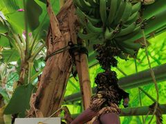 -呀路古热带植物园