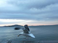 -阿尔卡特拉斯岛