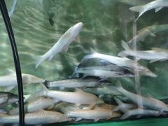 -东方巨龟苑景区