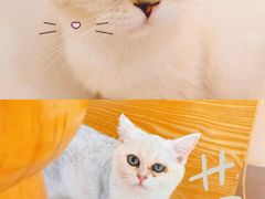 -Heymao猫咖.咖啡厅(东门店)