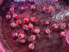 -中环花鸟鱼虫市场