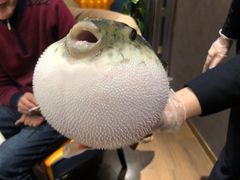 -鲐赏河豚(长寿店)