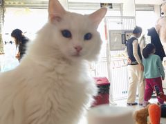 -平行世界·猫咖(首经贸店)