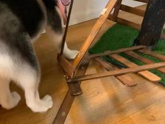 -Husky Go! 哈士奇体验馆·宠物咖啡厅狗咖