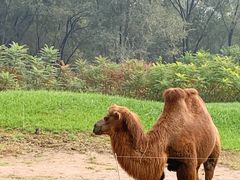 -北京野生动物园