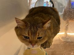 -COLOR PETS 撸猫馆·购猫·猫咖(长风大悦城店)
