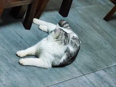 -家烧面馆【南山路知名经典面食】