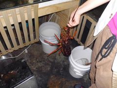 奥龙-同乐酒楼(皇后镇店)