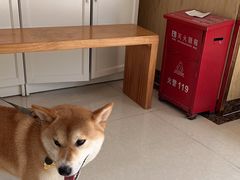 -瑞鹏宠物医院·骨科·猫科·内科(第一中心)