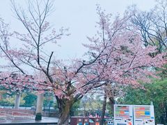 -阪急百货店(梅田总店)