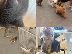 -有喵·猫咖·狗咖·30几只猫10只小狗(岗厦店)