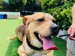 -汪说喵讲宠物乐园宠物酒店(红星美凯龙店)