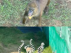 -西霞口神雕山野生动物世界