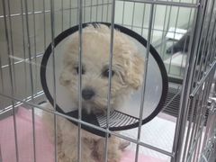 -康乐宝动物医院