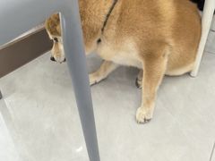 -宠颐生猫科·内科皮肤科(西平世纪城店)