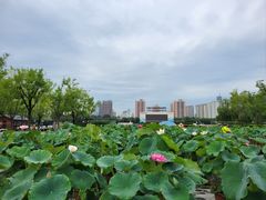 -莲花池公园